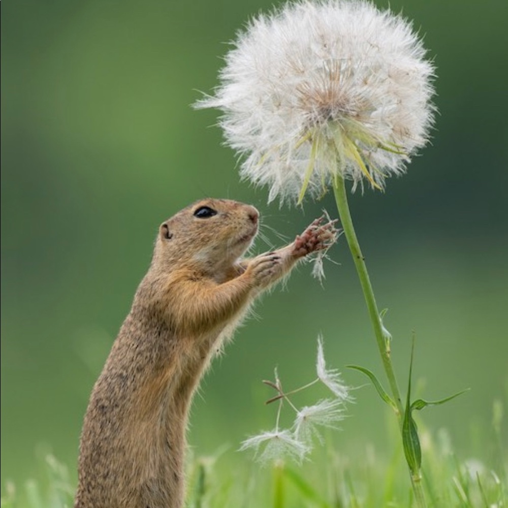 💫🌟Posh Ambassador🌟💫